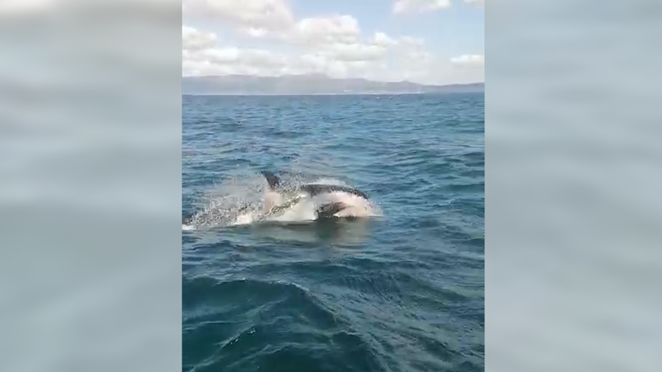 Un velero de la Armada es atacado por varias orcas en las Rías Bajas