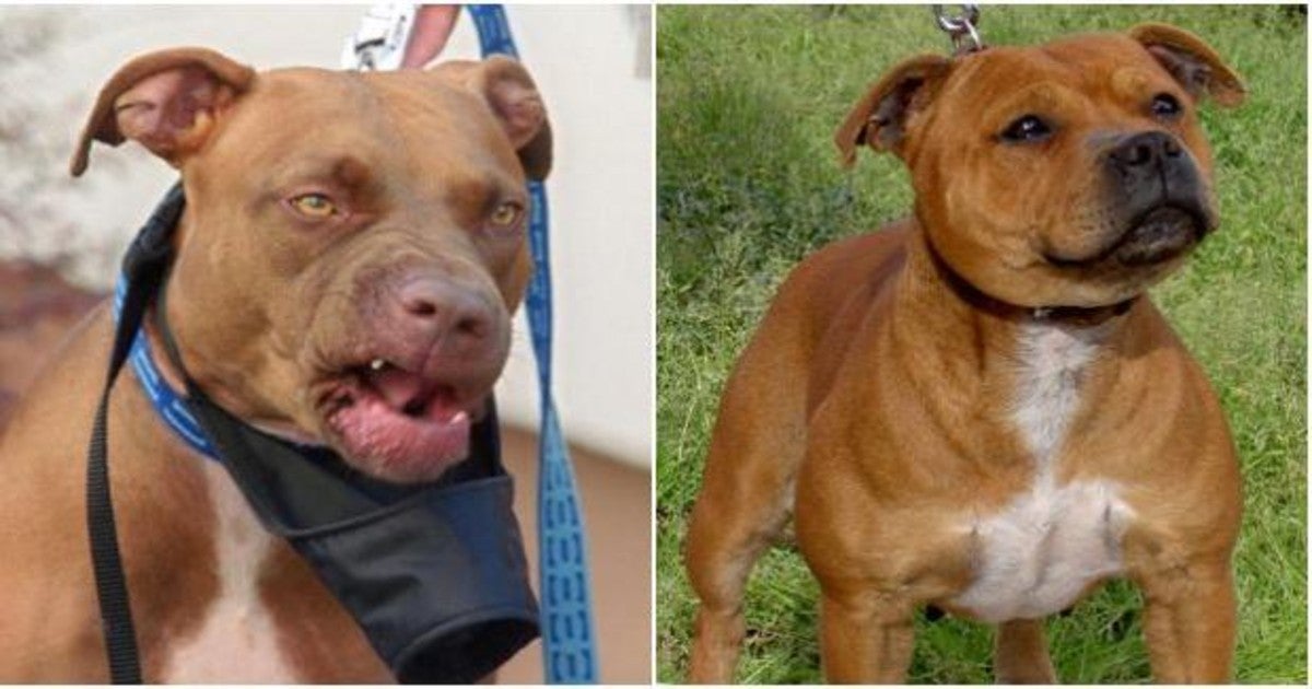 Imagen de un pitbull y de un stanford bull terrier