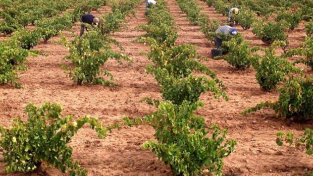 Los productores de DO Valdepeñas paran la vendimia por los precios de la uva