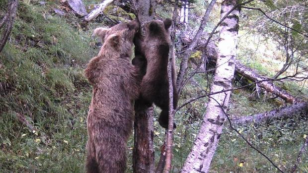 «Baby boom» de osos en el Pirineo catalán: detectan varias crías nacidas este invierno