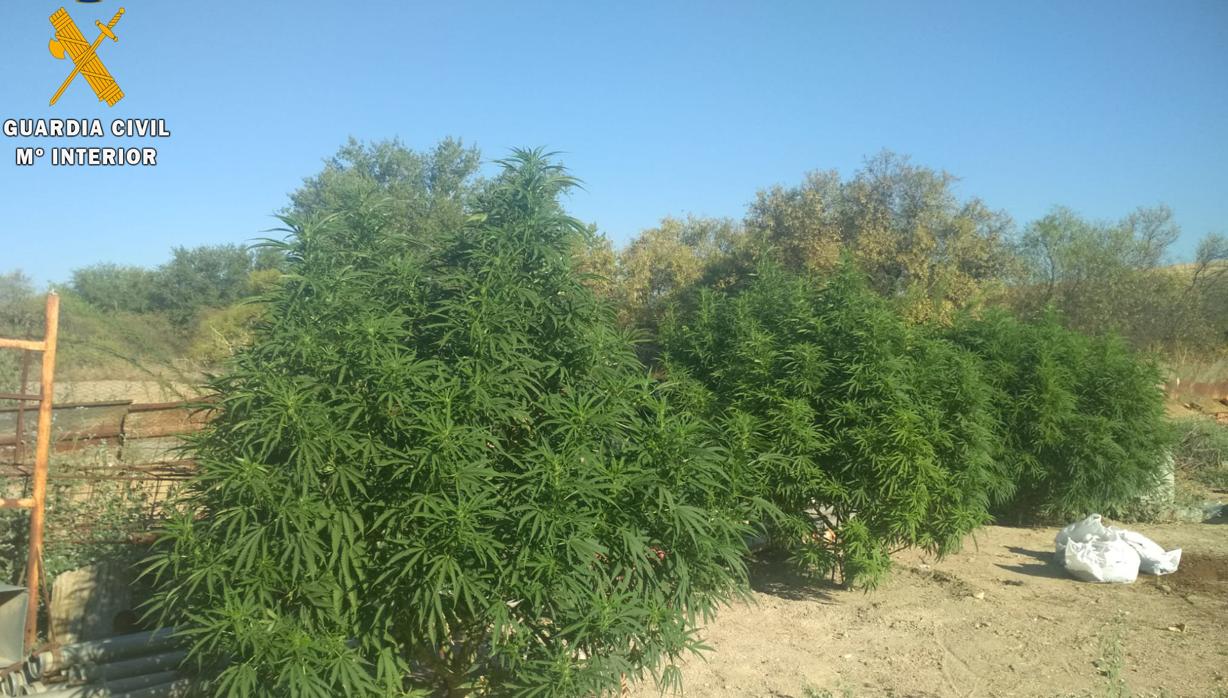 Desde el exterior de la finca se veían varias plantas de marihuana de gran tamaño