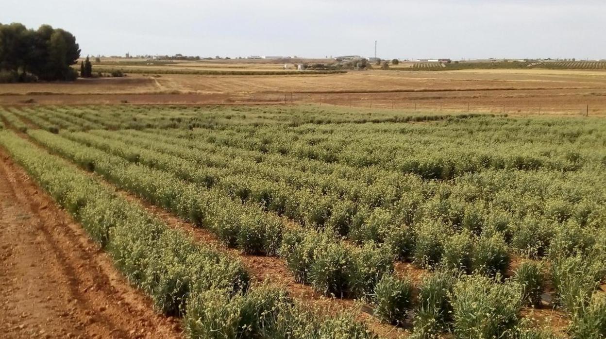 Plantación de guayule en Santa Cruz de la Zarza