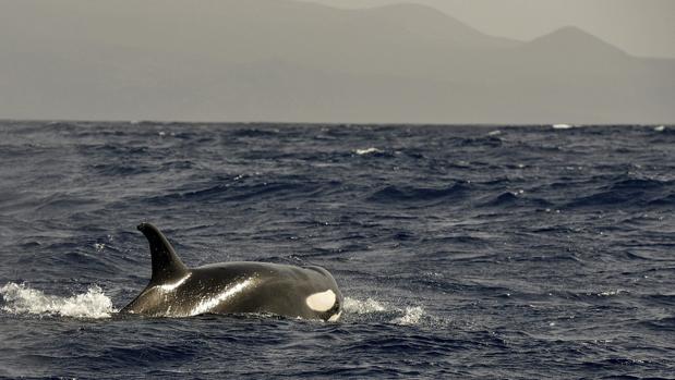 El misterioso caso de las orcas que atacan barcos en Galicia