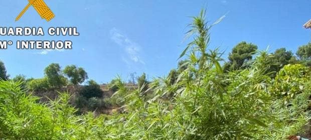 Intervenidas 23 plantas de marihuana en el monte y un huerto de Letur