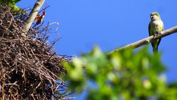 El plan para reducir la invasión de cotorras en Madrid se retrasa seis meses