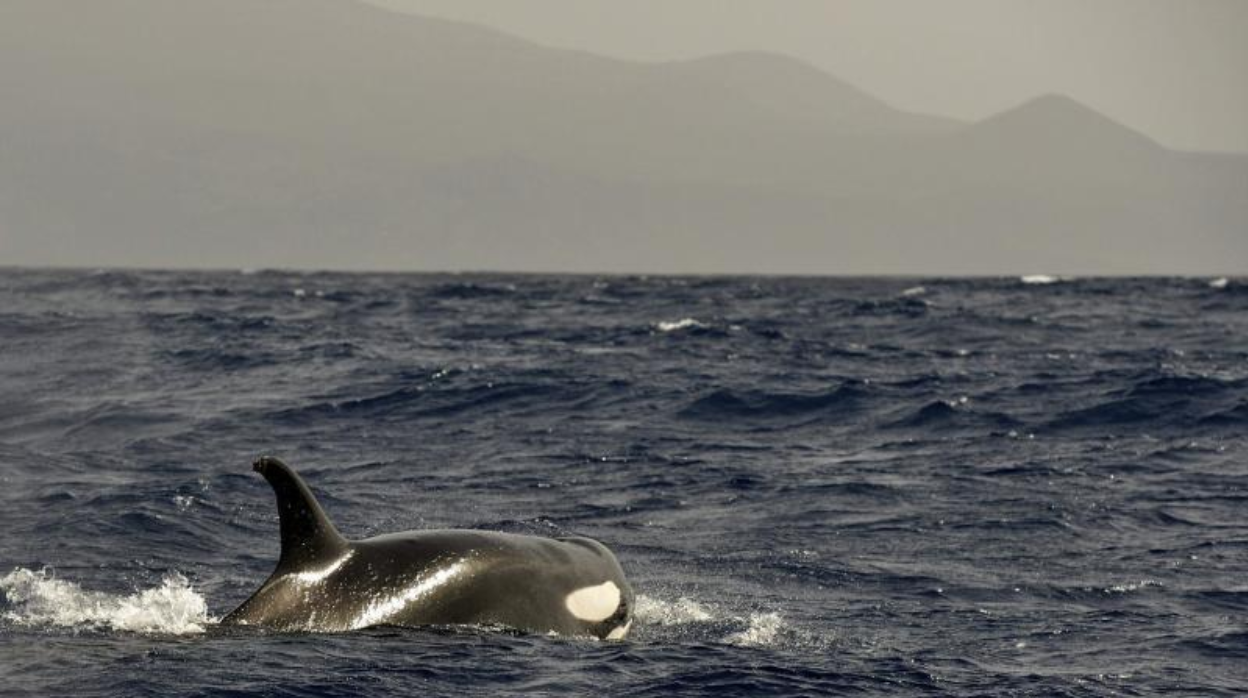 Una orca, en foto de archivo