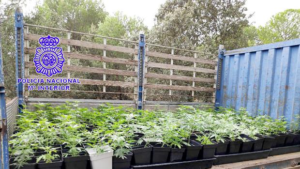 Desmantelan una plantación de marihuana en el pinar de Medina del Campo