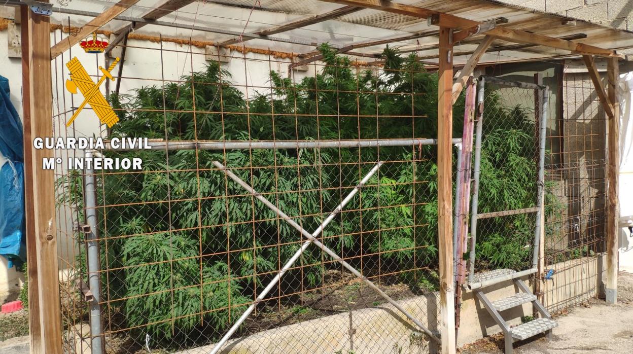 Imagen de las plantas de marihuana halladas en Milagro por la Guardia Civil.