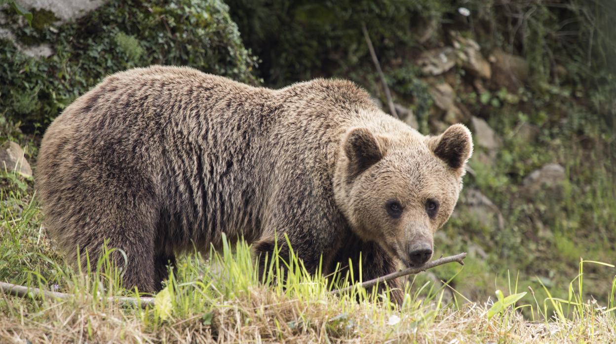 Ejemplar de oso pardo