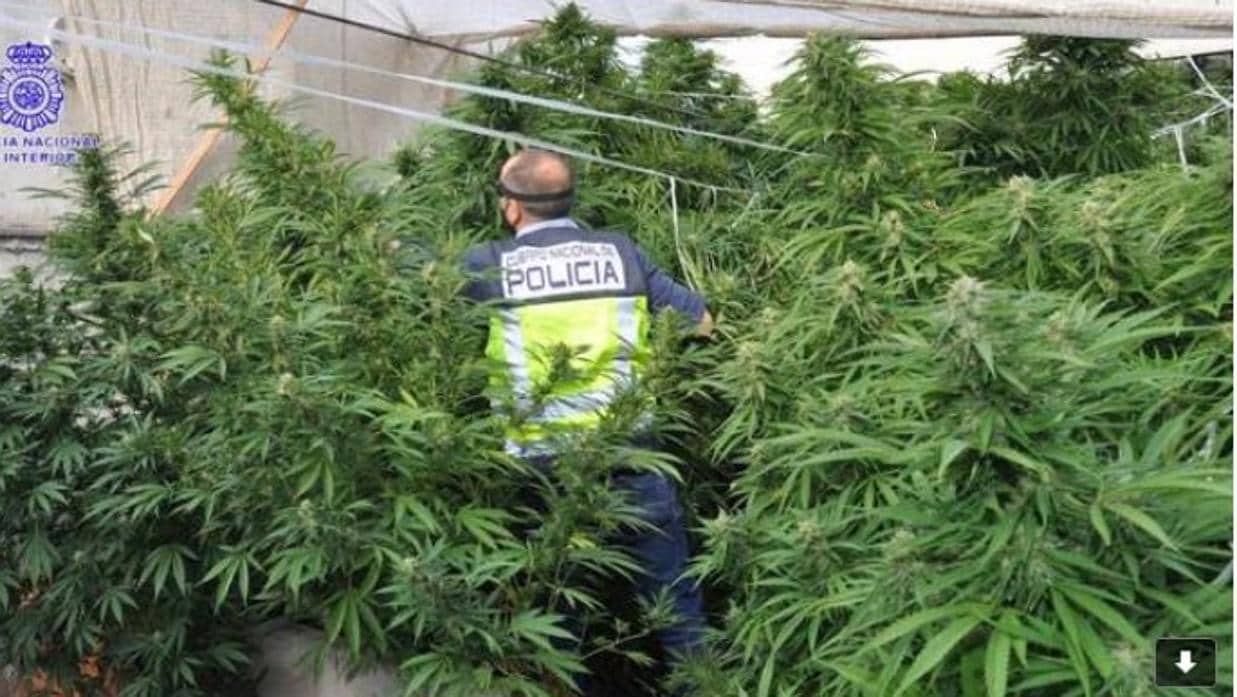 Imagen de una intervención policial en una plantación de marihuana