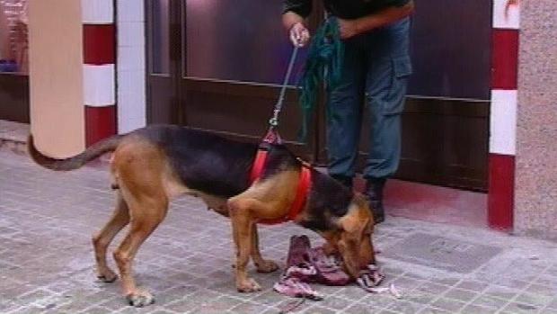 Interior condecora a seis perros policías: «Ellos salvan vidas, las vírgenes aún está por probar»