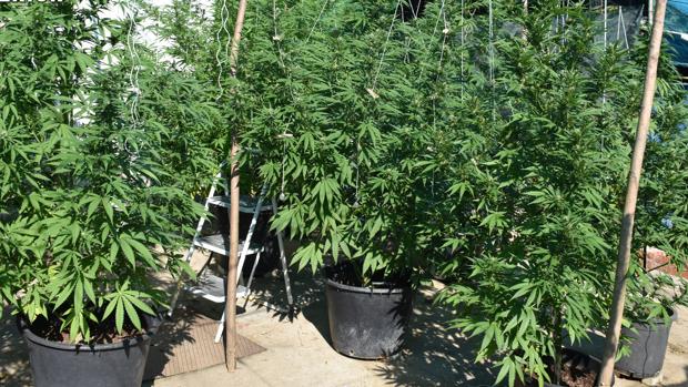 Incautan en Miranda de Ebro 480 kilos de marihuana valorados en más de un millón de euros