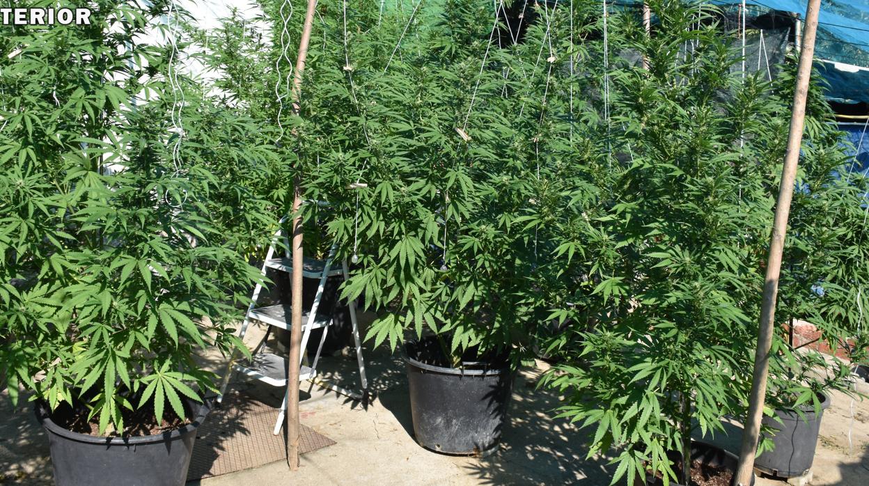 Plantación de marihuana en una imagen de archivo