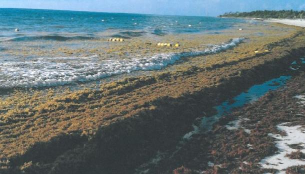 Condenan a una agencia de viajes a indemnizar a una familia bilbaína que se encontró con una playa plagada de algas