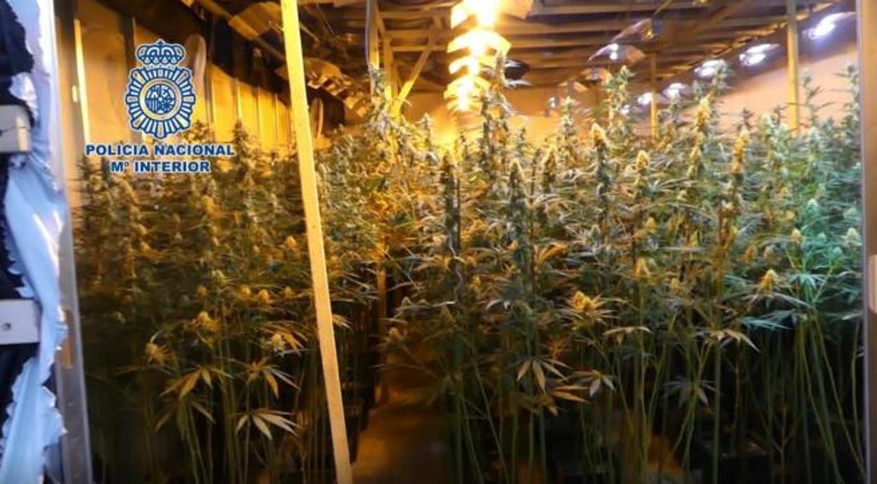 Plantación de cannabis que vendían los detenidos