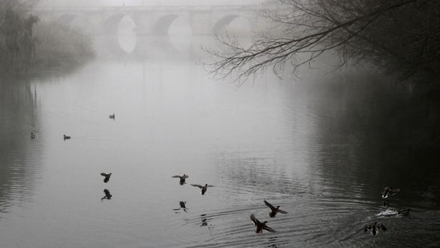 Puesta a punto del río Carrión a su paso por Palencia