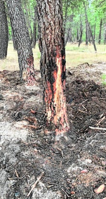 Un árbol calcinado tras caerle un rayo en un pinar entre un pinar entre Aldea Real y Pinarnegrillo, en Segovia