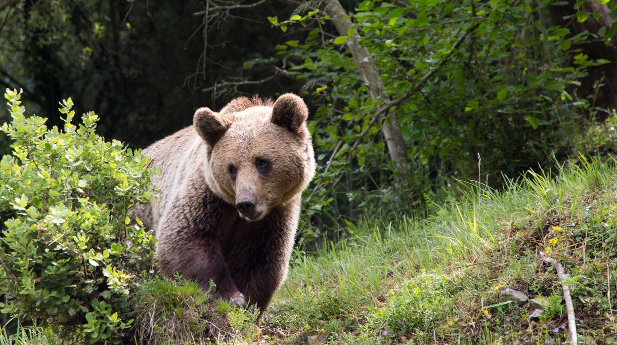 Alejandro J. García Nistal: El oso de Villablino