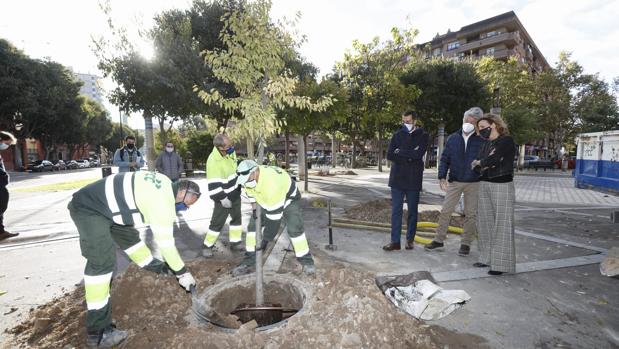 Repoblación forestal en las calles de Zaragoza: se van a plantar 1.400 árboles en las próximas semanas