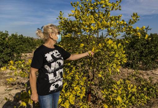 Una agricultora de la Vega Baja alicantina, en su explotación de limones