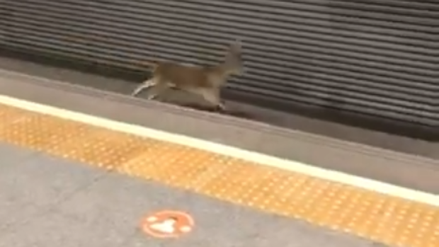 Un corzo corre por las vías del metro en Valencia y deja atónitos a los viajeros en una estación