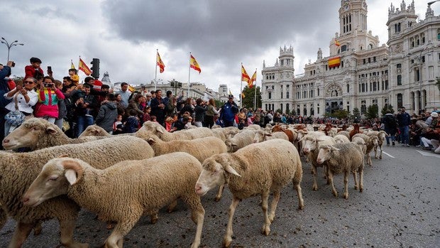 Un rebaño de 1.300 ovejas llega a la Comunidad de Madrid tras 500 kilómetros en plena pandemia