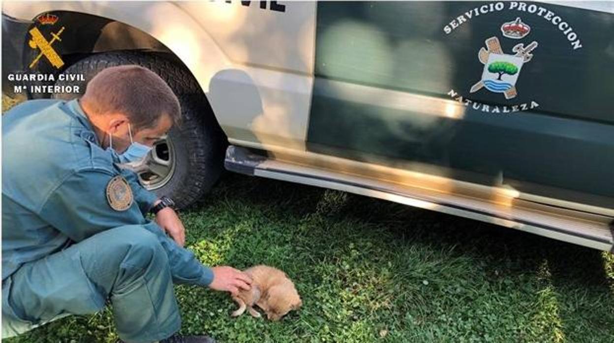 Hallan en una vivienda de Guardo siete perros en estado de abandono, tres de ellos cachorros