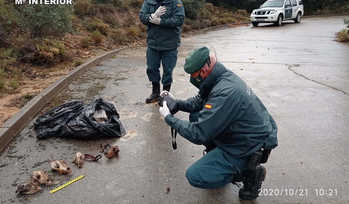 La Guardia Civil ha encontrado restos de animales en una urbanización de El Casar (Guadalajara)