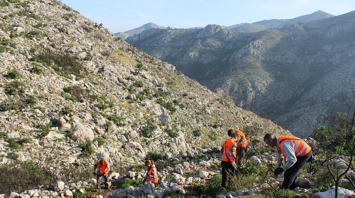 Imagen de una reforestación de árboles en Pego de la Fundación Aquae