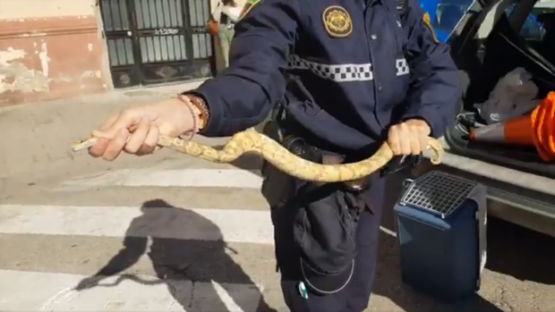 Encuentran una serpiente pitón en el interior de un restaurante de Valencia