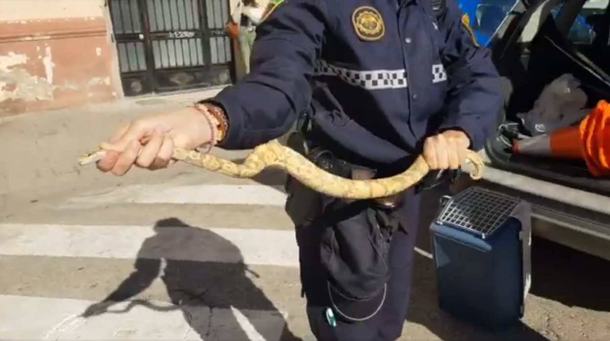 Imagen de la serpiente pitón hallada en un restaurante de Valencia