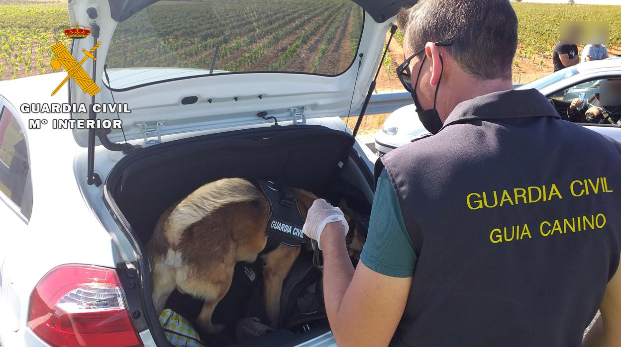 Rayo, el perro de la Guardia Civil que ha ayudado a encontrar 500 gramos de hachís en un coche en Hellín