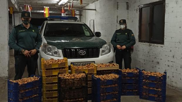 La Guardia Civil se incauta de 500 kilos de setas recogidas de forma ilegal en Guadalajara