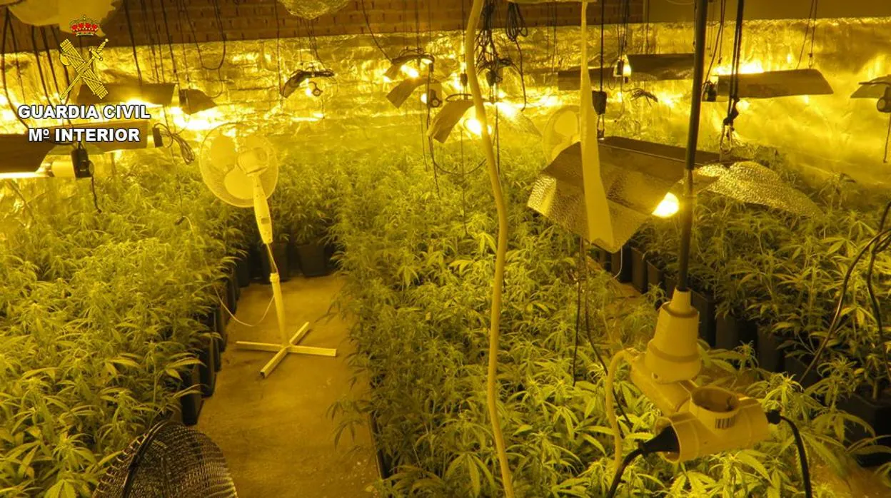 Plantación de marihuana desmantelada en el sótano de una vivienda