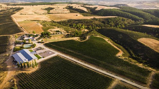 Vendimia histórica en Finca Río Negro por la calidad de la uva