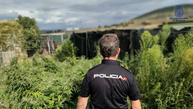 Dos detenidos por cultivo de marihuana en Cuenca y Villar de Olalla