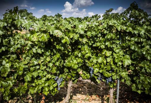 Vendimia histórica en Finca Río Negro por la calidad de la uva