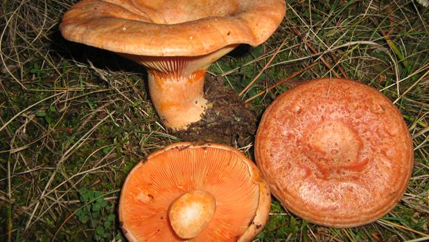 Fallece un hombre de 80 años intoxicado tras ingerir setas venenosas en Quintela de Leirado (Ourense)