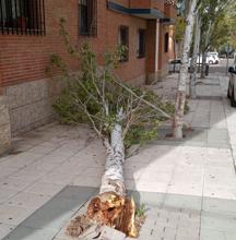 El viento provoca destrozos en tres vehículos por la caída de ramas en Toledo