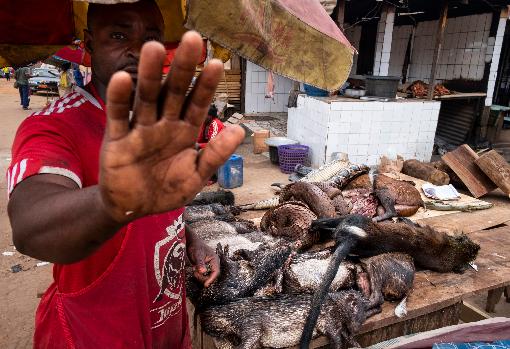 Una de las fotografías del reportaje gráfico sobre el pangolín