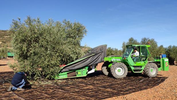 La producción de aceite de oliva en Castilla-La Mancha será el doble que la campaña anterior