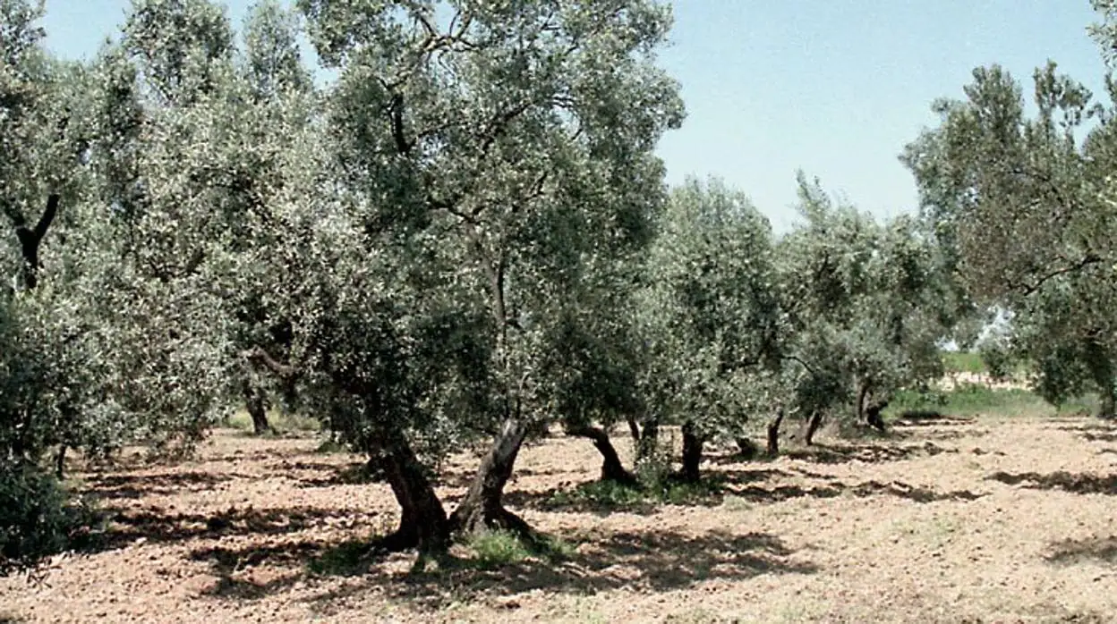 Un campo de olivos