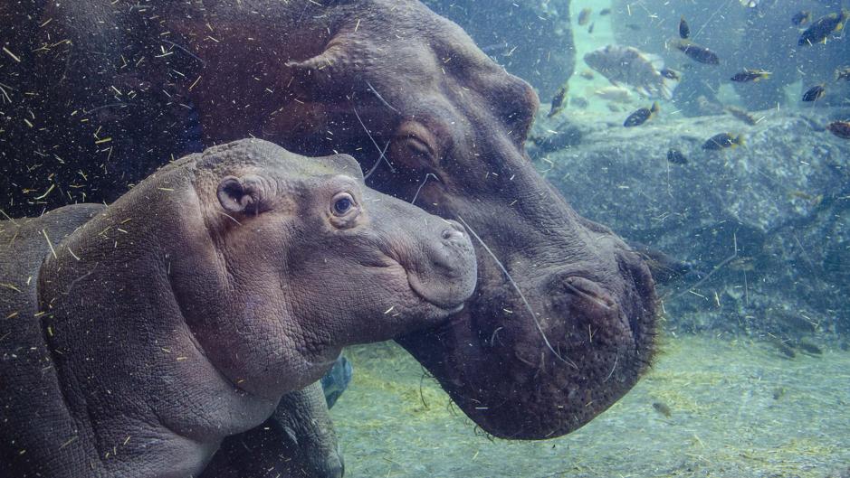 El bebé hipopótamo del Bioparc de Valencia cumple seis meses