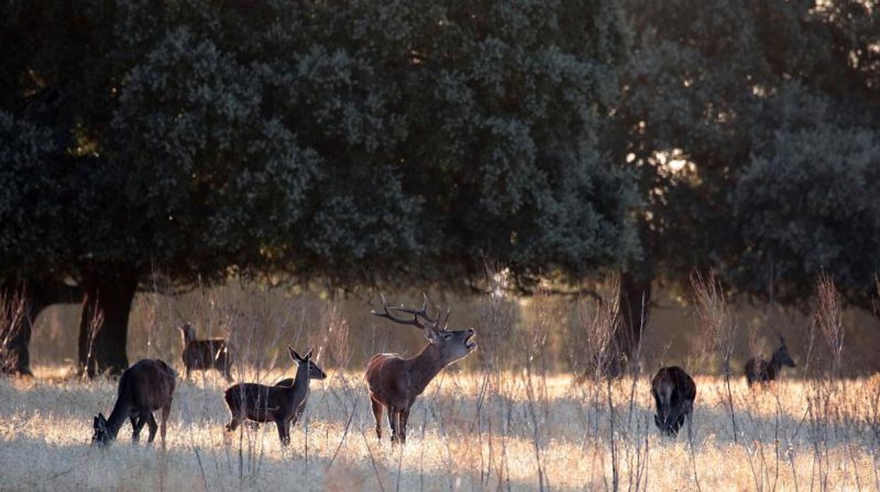 El parque nacional de Cabañeros es un ecosistema único que cuenta con una rica divertsidad de especies