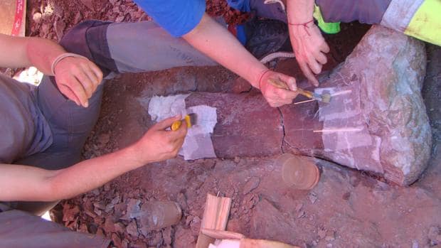 Hallan nuevos restos de un dinosaurio de hace 125 millones de años en Morella
