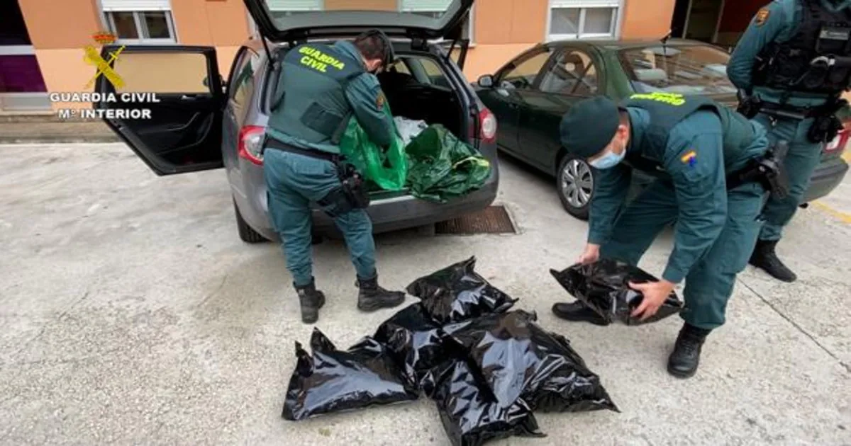 Una imagen de la operación realizada por Guardia Civil en Cizur en la que hallaron 8,8 kilos de marihuana