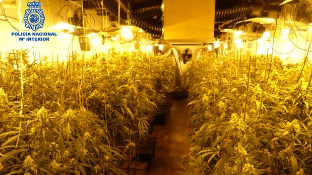 Desmantelado un cultivo ilegal de marihuana en Bargas con 1.382 plantas