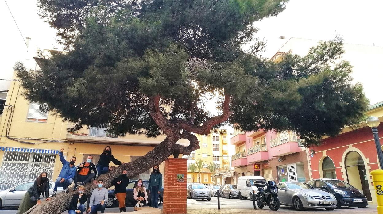 Miembros del equipo que ha presentado al candidatura del Pino de la Baia, subidos al árbol