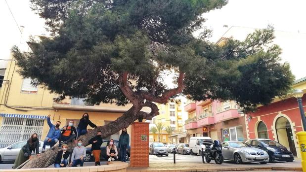 Un pino centenario «tumbado» de Elche, entre los mejores árboles de España