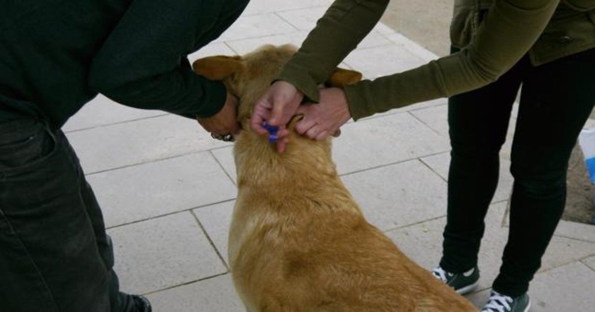 TRAM garantizará la identificación, vacunación y atención sanitaria que requieran estos animales